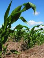 Como o agricultor pode gastar menos no plantio de milho em pequenas propriedades