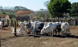 Programa ABC corte da Embrapa abre inscrições para curso em pecuária de corte