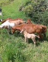 Alimentação correta para os potros garante um melhor desenvolvimento do cavalo