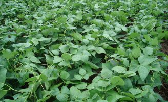 Uso de biotecnologia para assegurar uma boa safra de feijão no período das chuvas