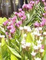 Plantar flores aumenta a rentabilidade das pequenas propriedades da agricultura familiar