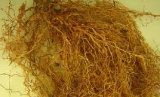 Plantas que resistem e combatem os nematóides