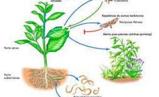 A incrível comunicação das plantas para usar micróbios do bem contra as pragas
