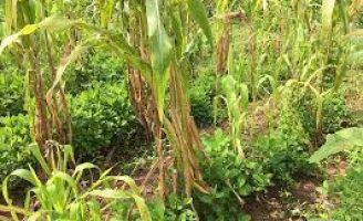 O agricultor familiar pode produzir mais utilizando os roçados sustentáveis
