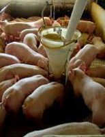 Produtores brasileiros de carne suína batem recorde de exportações em 2021