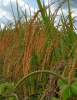 Pesquisadores usam sementes especiais de trigo para testar produtividade no Cerrado de Roraima