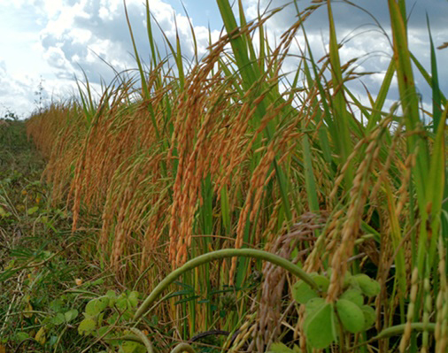 Pesquisadores usam sementes especiais de trigo para testar produtividade no Cerrado de Roraima