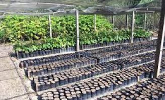 Algumas orientações para construção de viveiro de mudas