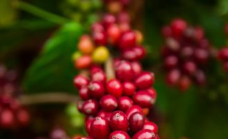 Aumento na produção de café com uso de cobre orgânico na adubação