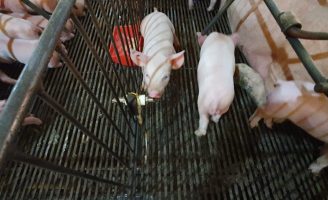 Crise no setor de suinocultura brasileira