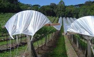 Mudanças nas plantações de uvas na Serra Gaúcha