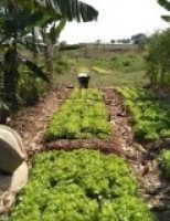 Uma experiência nova conclui que a produção de alface irrigada pode ser maior em consórcio e em sistema agrofloresta