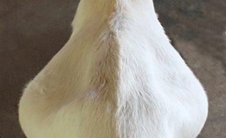 Acredite se quiser, mas cabras e ovelhas também podem apresentar uma gestação falsa