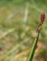 O jeito certo de proteger o rebanho da infestação de carrapatos durante a temporada de chuvas