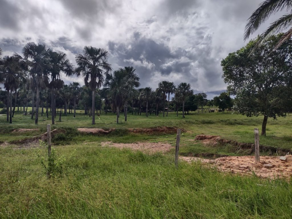 Oportunidade para investimento: duas fazendas vão a leilão em Mato Grosso do Sul