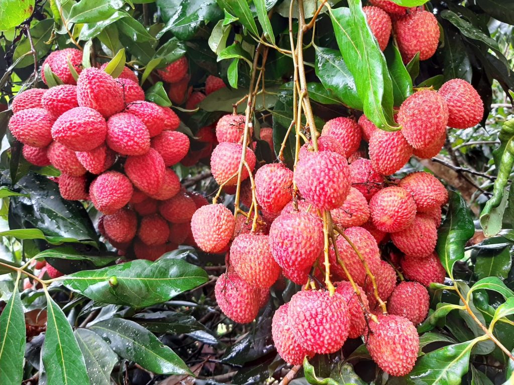 Frutas produzidas no Paraná ganham certificação internacional para exportação
