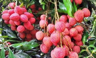 Frutas produzidas no Paraná ganham certificação internacional para exportação