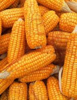 Produzir milho no Brasil fica 150% mais caro