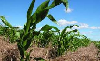 Como economizar para plantar milho em pequenas propriedades