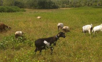 Um exame das fezes de ovinos pode identificar deficiência na nutrição do rebanho