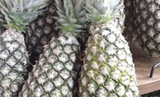 Um novo método para detectar vírus nas plantações de abacaxi