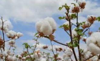 Treinamento para cotonicultores da região noroeste de Minas Gerais
