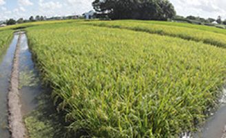 Uma semente de arroz que consome menos água no plantio