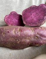 Novas variedade de batatas-doces coloridas e biofortificadas