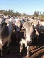 O agronegócio é um bom segmento para novos investimentos
