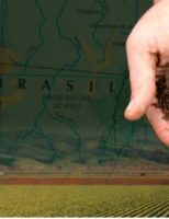Pesquisadores vão ensinar como o agricultor pode aproveitar melhor a eficiência dos fertilizantes