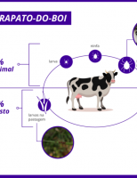 O pecuarista deve conhecer bem as etapas de vida do carrapato-do-boi?