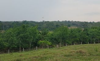 O agricultor pode ter mais renda praticando o consórcio agroflorestal