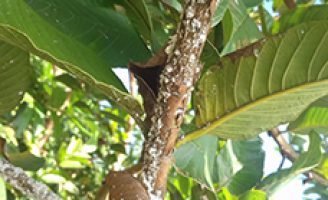 Descoberta uma nova praga nos plantios de goiaba no Brasil