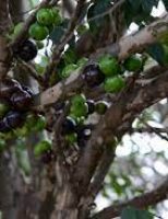 Jabuticaba: um fruto nativo da mata atlântica brasileira