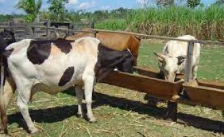 O produtor rural precisa ter cuidado com a contaminação do rebanho com a tuberculose