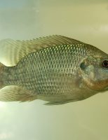 Um sistema especial de criação de peixes oferece vantagens ambientais e mais rentabilidade na produção de tilápia