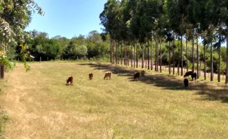 Como calcular a quantidade de árvores para implantar um sistema de Integração Lavoura, Pecuária e Floresta