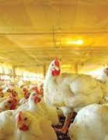 Aumentaram as exportações de carne de frango este ano