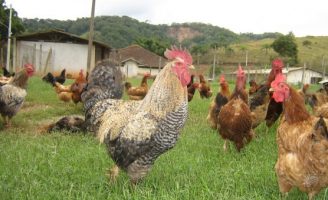 Inclusão produtiva na criação de galinha em pequenas propriedades