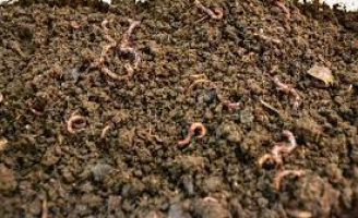 Como produzir húmus para adubação orgânica