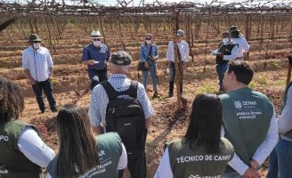 A produção de uva e manga em Pernambuco pode aumentar com uso de fertirrização