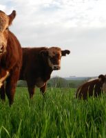 A alimentação do gado é fundamental para produção de carne nobres