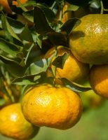 A colheita da safra da laranja pokan começa com indicação de crescimento