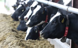 Uso de aditivos tamponantes para melhorar o desempenho na bovinocultura