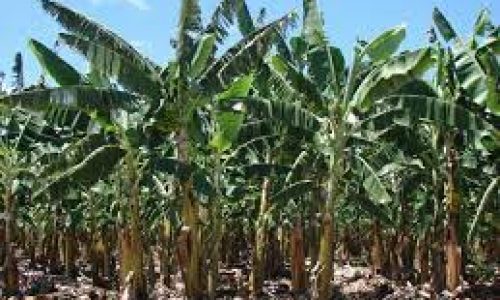 <h2><a href="https://nordesterural.com.br/as-plantacoes-de-bananas-podem-ser-mais-produtivas-com-uma-correta-adubacao-e-irrigacao/">As planta&ccedil;&otilde;es de bananas podem ser mais produtivas com uma correta aduba&ccedil;&atilde;o e irriga&ccedil;&atilde;o</a></h2>A banana &eacute; uma cultura extremamente sens&iacute;vel &agrave; falta de &aacute;gua. Quando h&aacute; per&iacute;odos de estiagem por mais de 15 dias, a planta sofre estresse h&iacute;drico, com a falta de