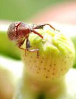 Recomendações e estratégias para controlar o ataque do bicudo-do-algodão nas plantações do nordeste