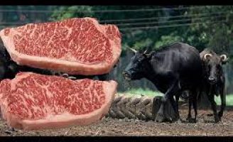 A raça bovina que produz a carne mais cara do mundo