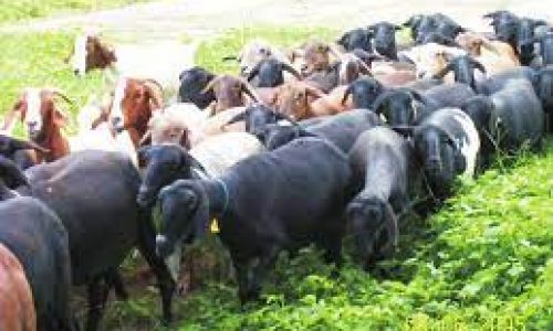 <h2><a href="https://nordesterural.com.br/a-importancia-da-criacao-de-caprinos-e-ovinos-para-os-agricultores-do-semiarido/">A import&acirc;ncia da cria&ccedil;&atilde;o de caprinos e ovinos para os agricultores do semi&aacute;rido</a></h2>Uma das principais alternativas para produtores do Semi-&Aacute;rido brasileiro &eacute; a cria&ccedil;&atilde;o de caprinos e ovinos. Com uma grande import&acirc;ncia econ&ocirc;mica e social para o Pa&iacute;s, esses s&atilde;o utilizados para