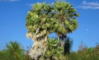 Uma praga ameaça os plantios de carnaúba e pode provocar danos na flora da caatinga