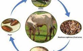 As 5 principais doenças parasitárias que causam prejuízos ao rebanho bovino nacional
